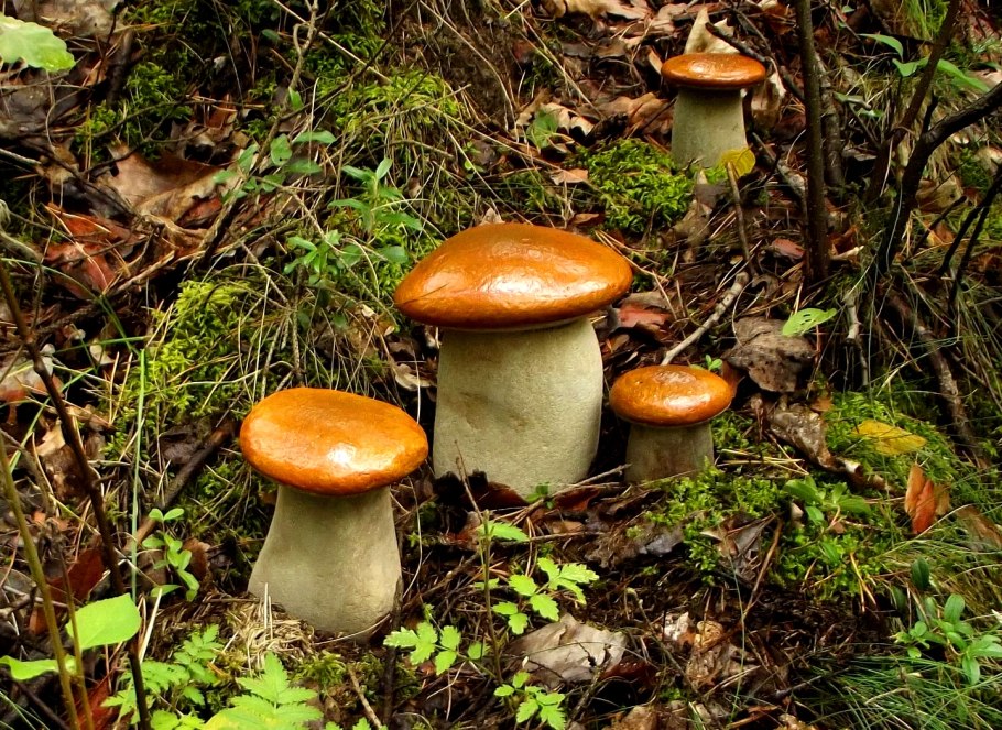 Гигантский белый гриб