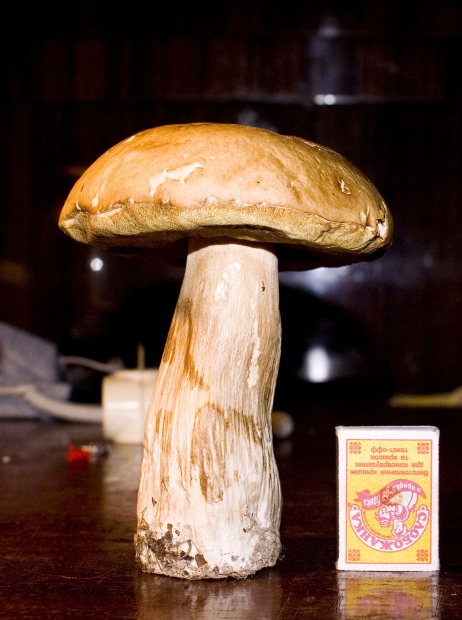 Огромный гриб