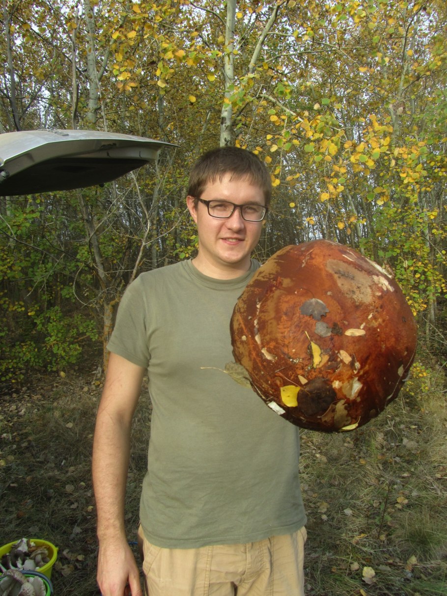 Гигантские грибы