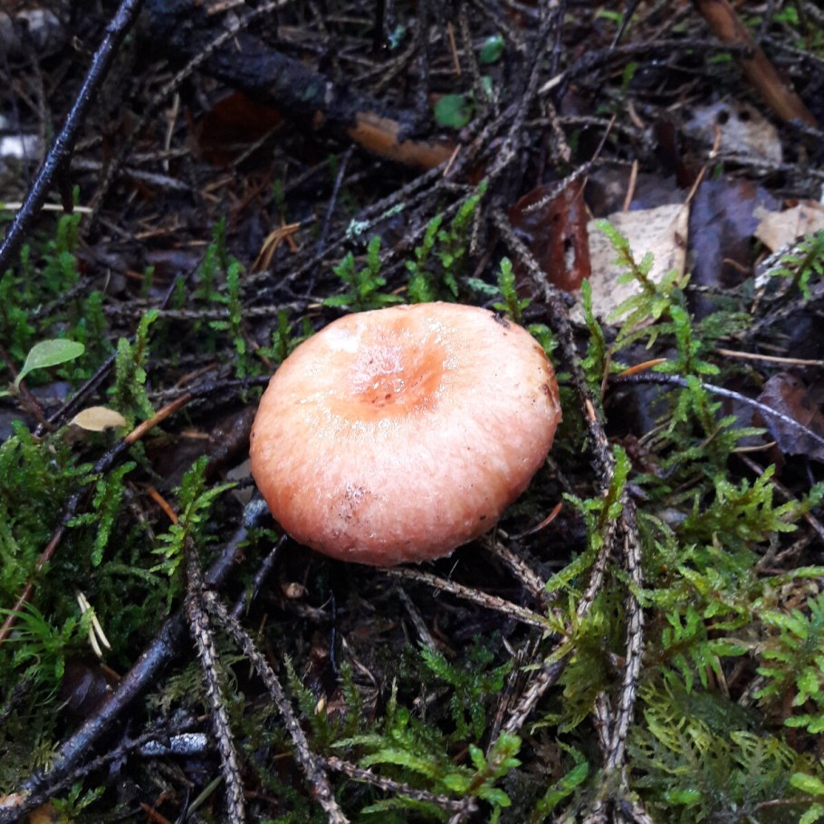 Грибы волнушки Ленинградская область