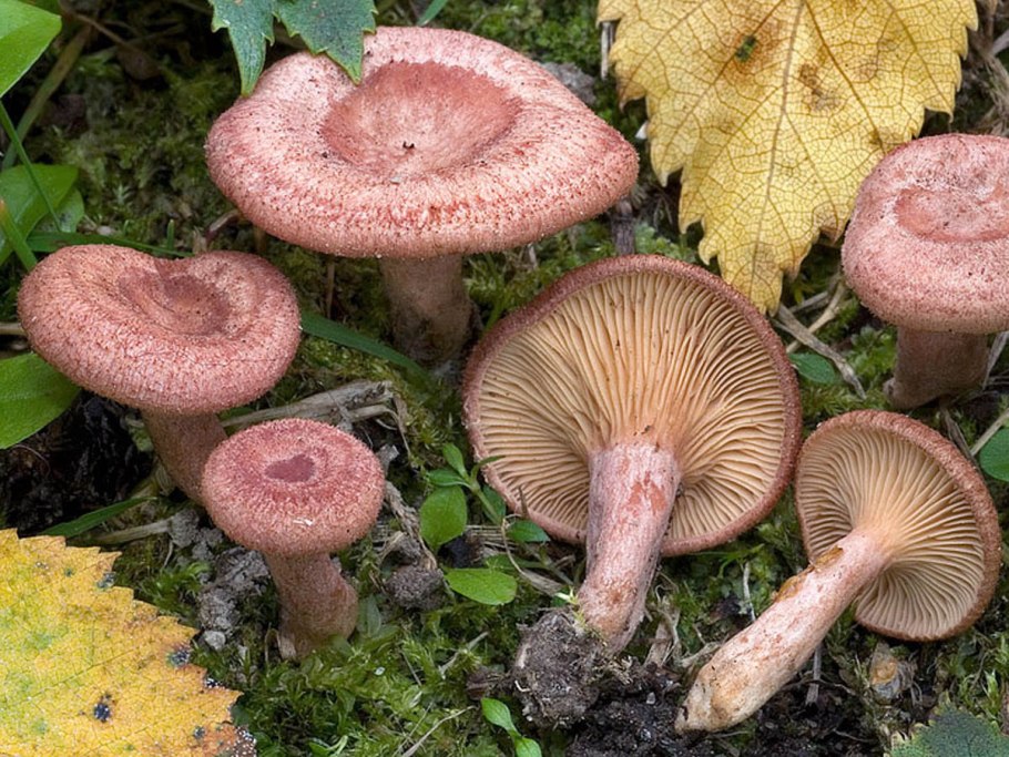 Lactarius torminosus