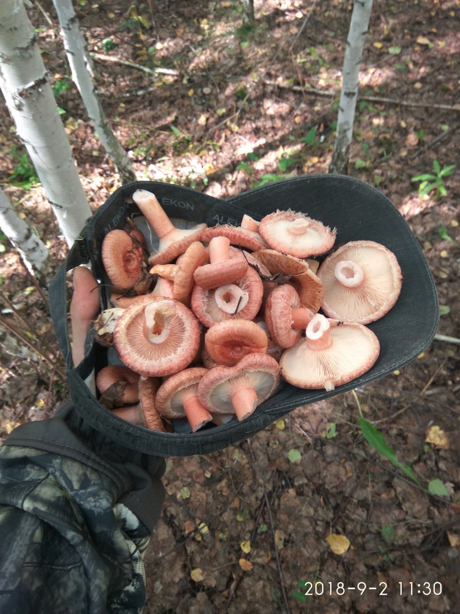 Волнушка Млечный молочко