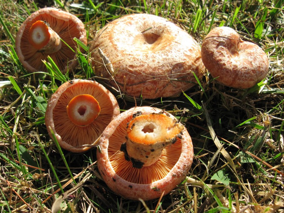 Рыжик Сосновый/Боровой (Lactarius deliciosus);