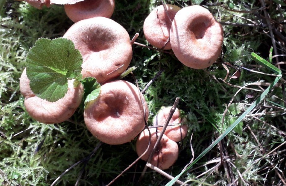 Lactarius torminosus – волнушка