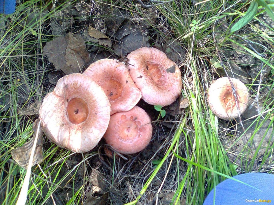 Подгруздок волнушка