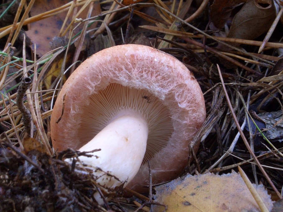 Гриб волнушка млечник шиповатый