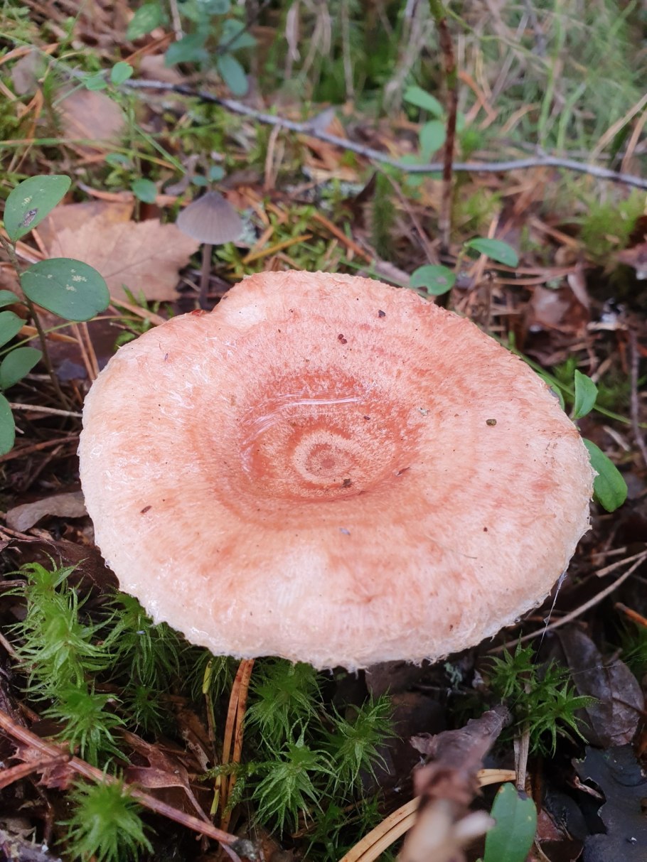 Lactarius torminosus – волнушка