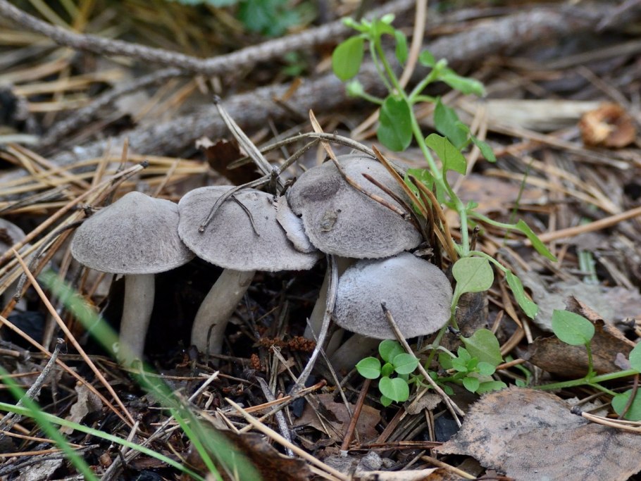 Рядовка землистая Tricholoma terreum