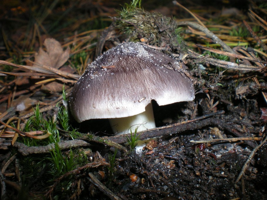 Рядовка беловатая Tricholoma albidum