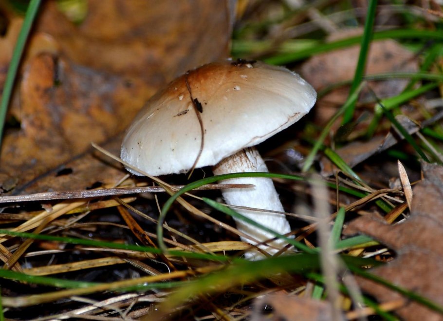 Tricholoma myomyces