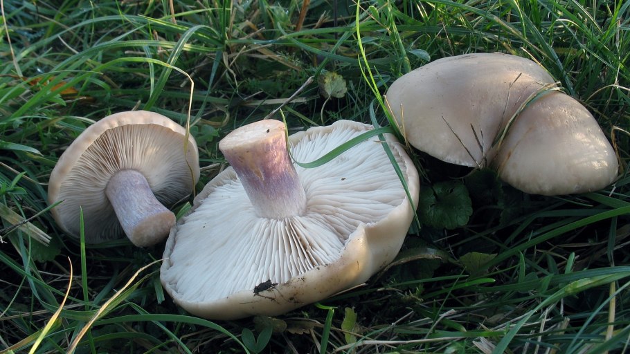 Рядовка Clitopilus truncatus