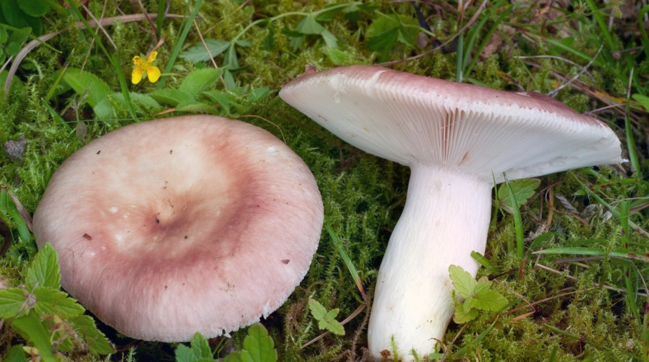 Сыроежка выцветающая (Russula exalbicans)