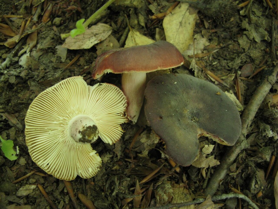 Орешки сыроежки