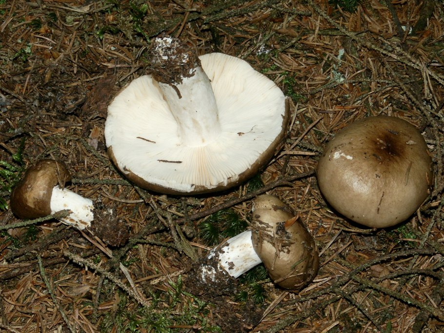 Подгруздок чёрный russula adusta