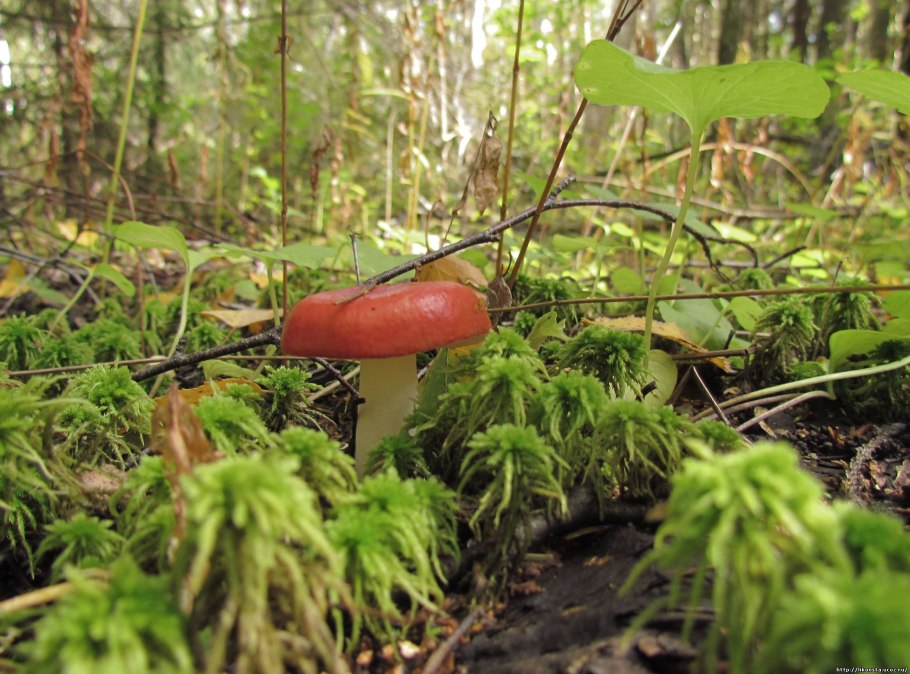Сыроежка съедобная (Russula vesca).
