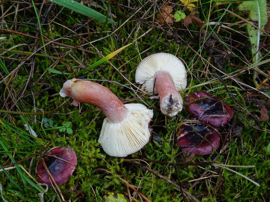 Сыроежка гребенчатовидная