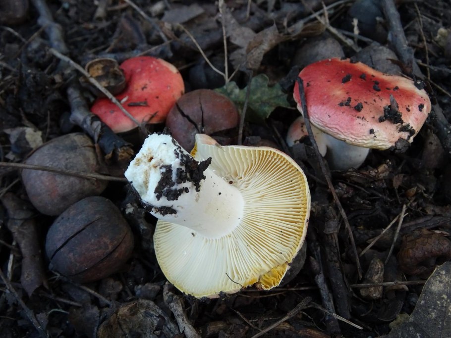 Засолочный гриб из сыроежковых 5 букв