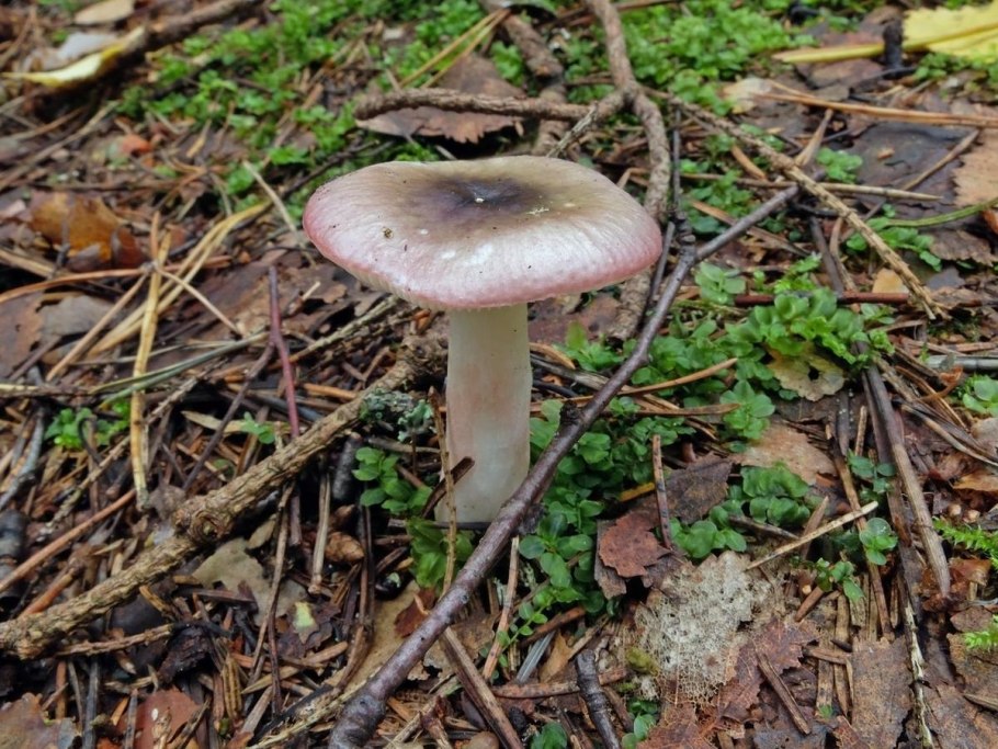 Сыроежка сардониксовая Russula Sardonia