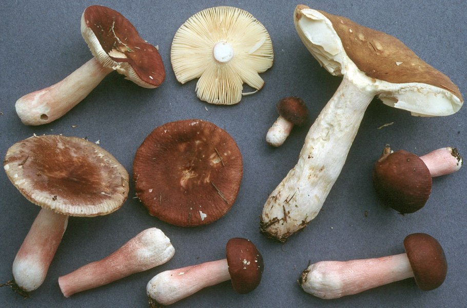 Russula consobrina
