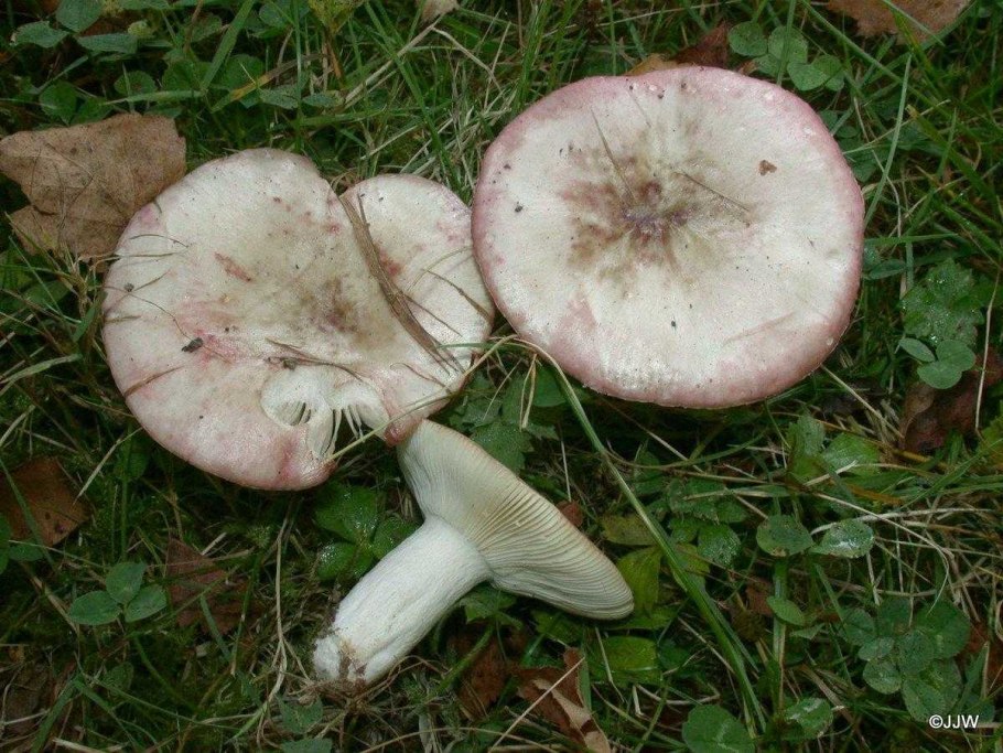 Russula insignis