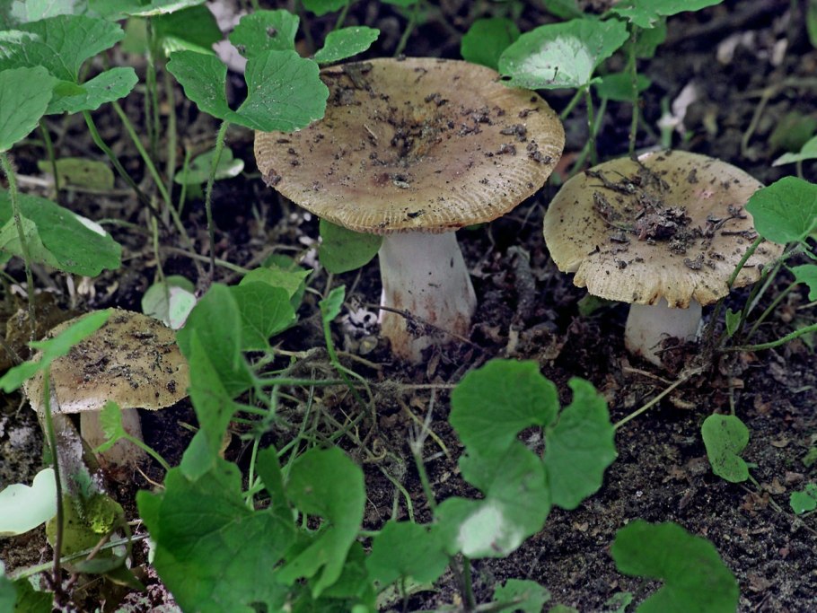 Russula Sardonia