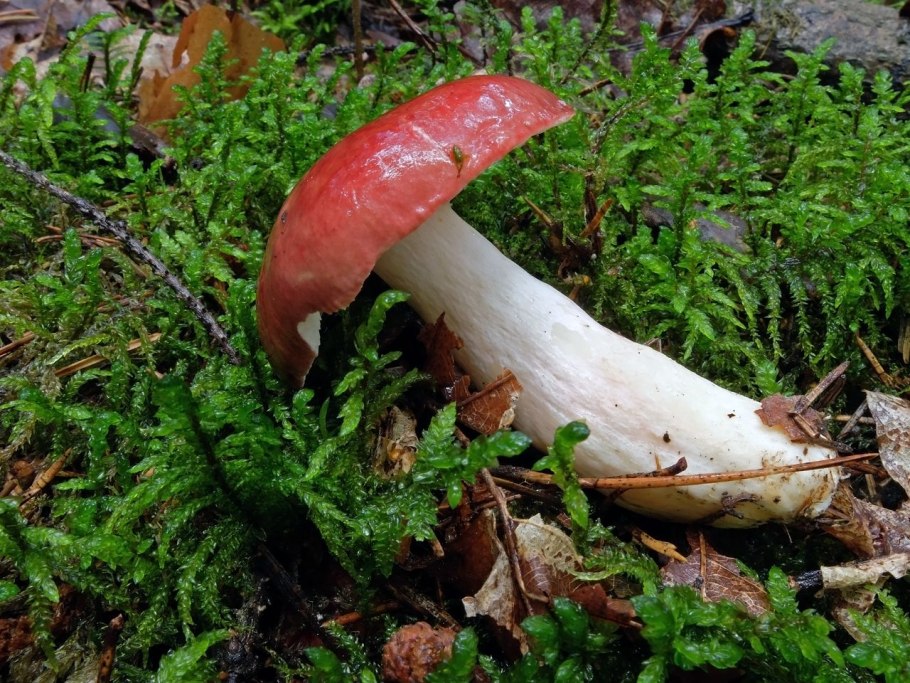 Сыроежка невзрачная гриб