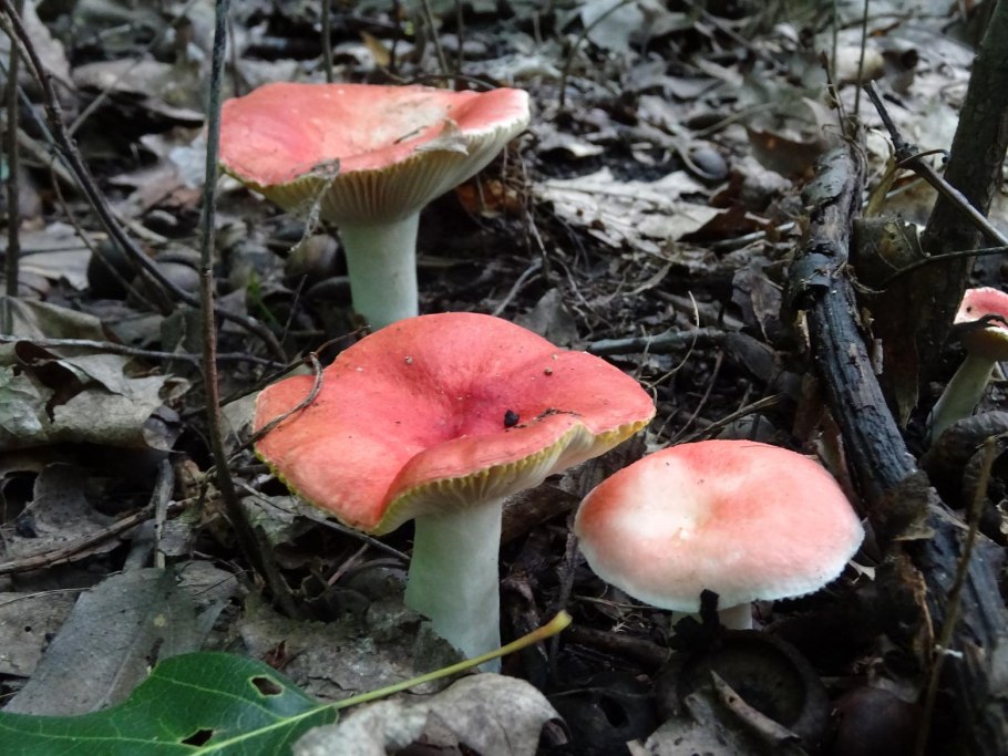 Сыроежка вильчатая