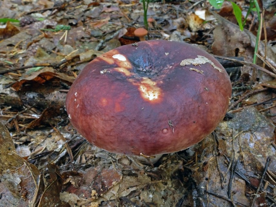 Сыроежка гриб фото ложный