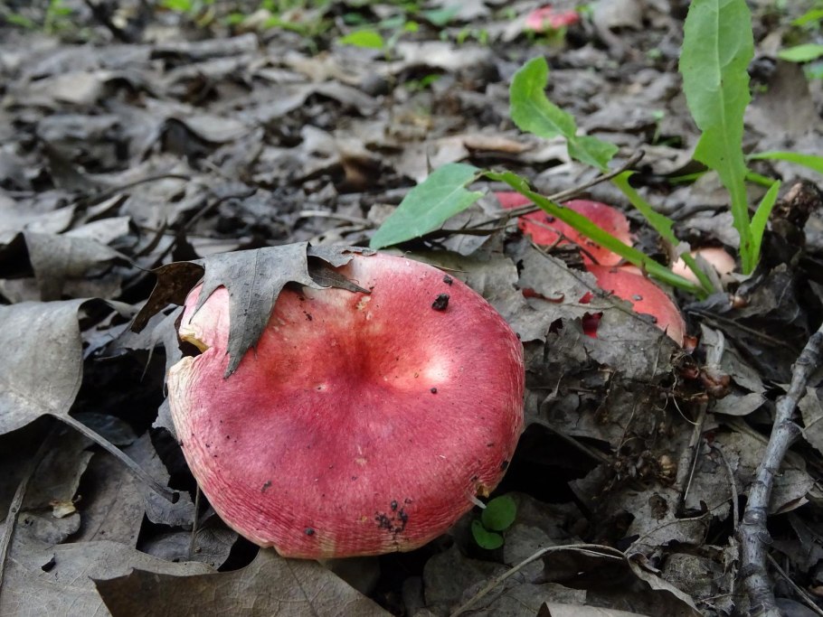 Сыроежка пластинчатая