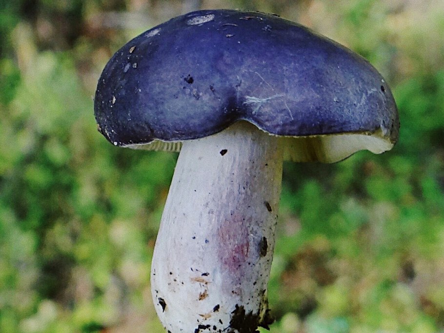 Сыроежка Болотная Russula paludosa