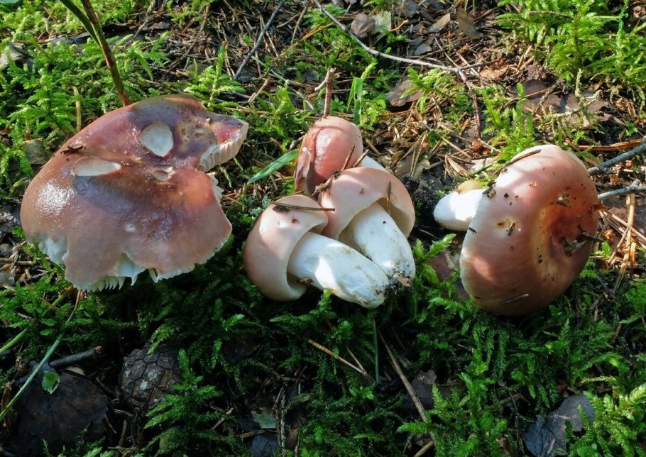 Боровик маслёнок сыроежка