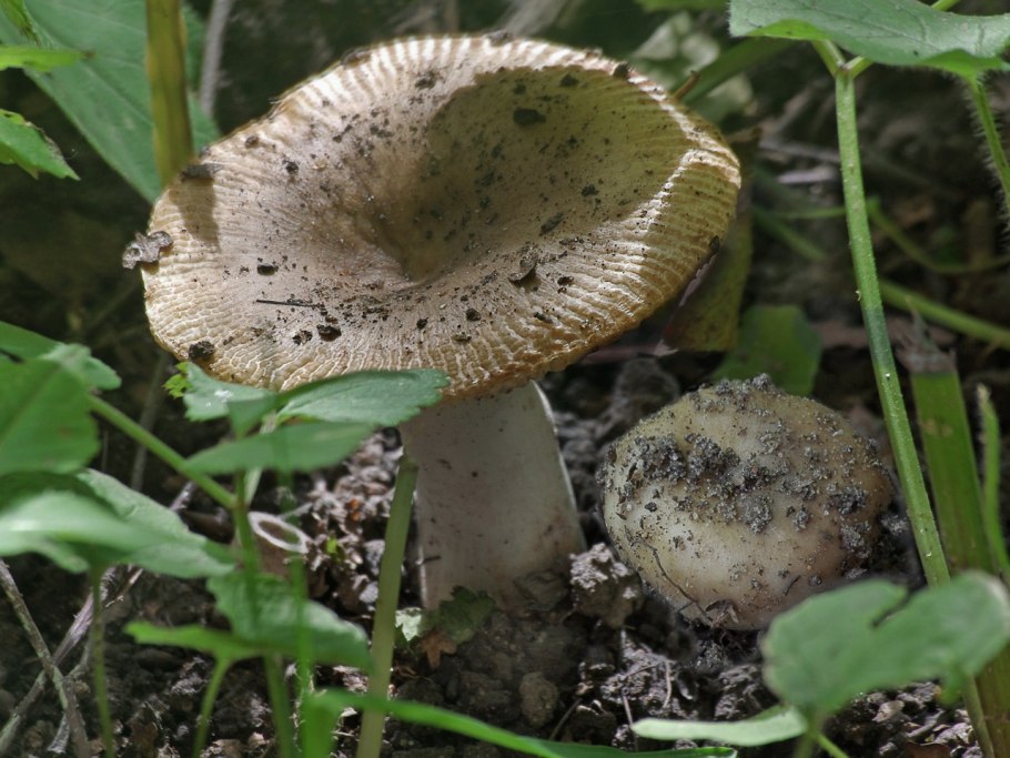 Сыроежка гребенчатовидная