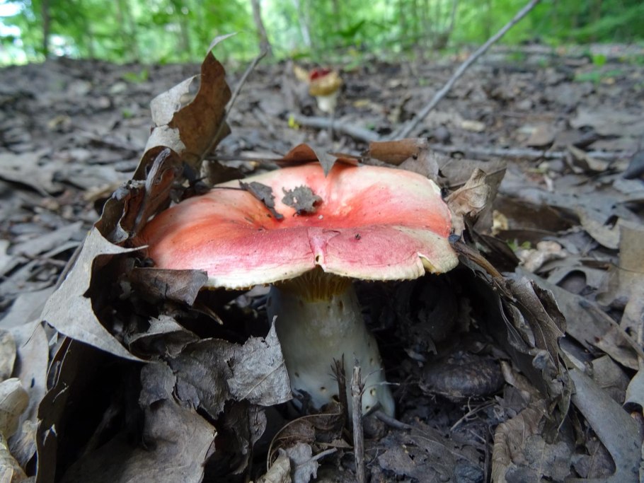 Сыроежка ломкая гриб