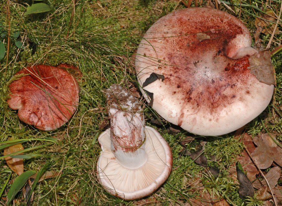 Russula vesca – сыроежка пищевая
