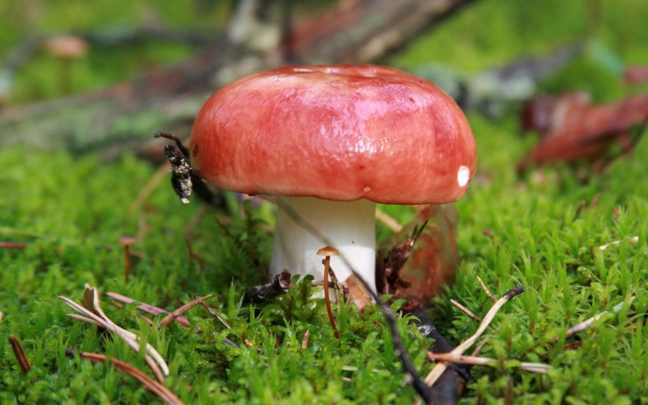 Сыроежка волнистая Russula bresadolae
