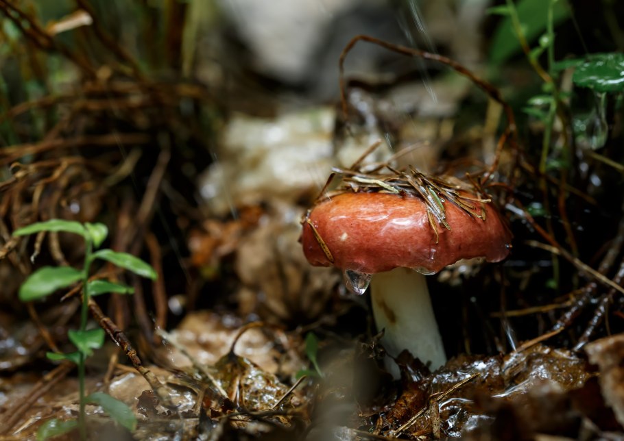 Russula queletii хвойные