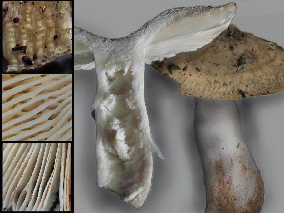 Сыроежка чешуйчатая (russula virescens)