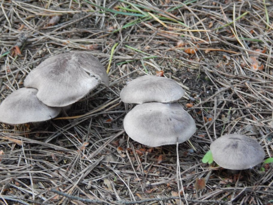 Рядовка серая Tricholoma portentosum.