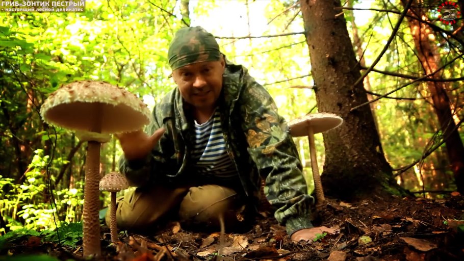 Курник зонтик гриб