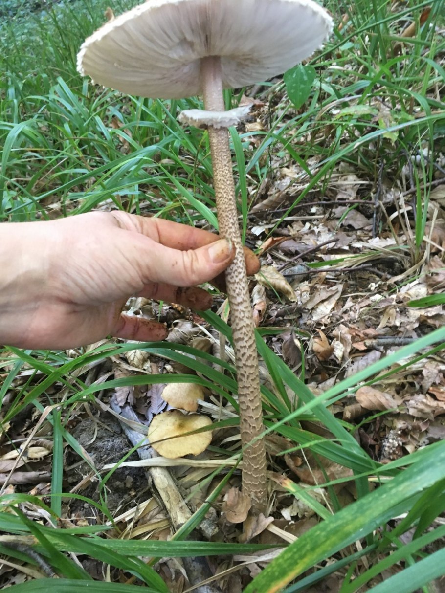 Macrolepiota procera гриб
