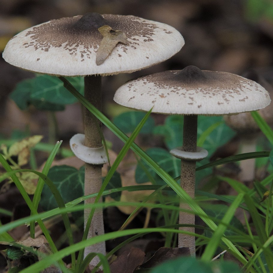 Парасол Машрум гриб