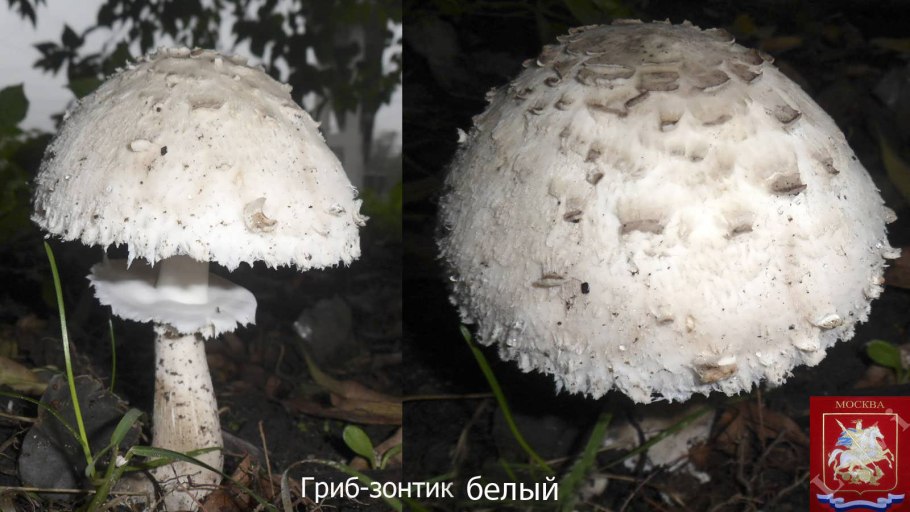 • Зонтик белый (Macrolepiota excoriata