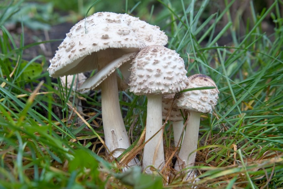 Гриб-зонтик девичий (Macrolepiota puellaris)