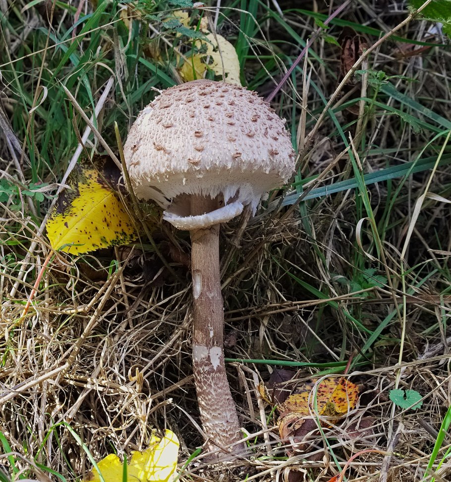 Macrolepiota procera гриб