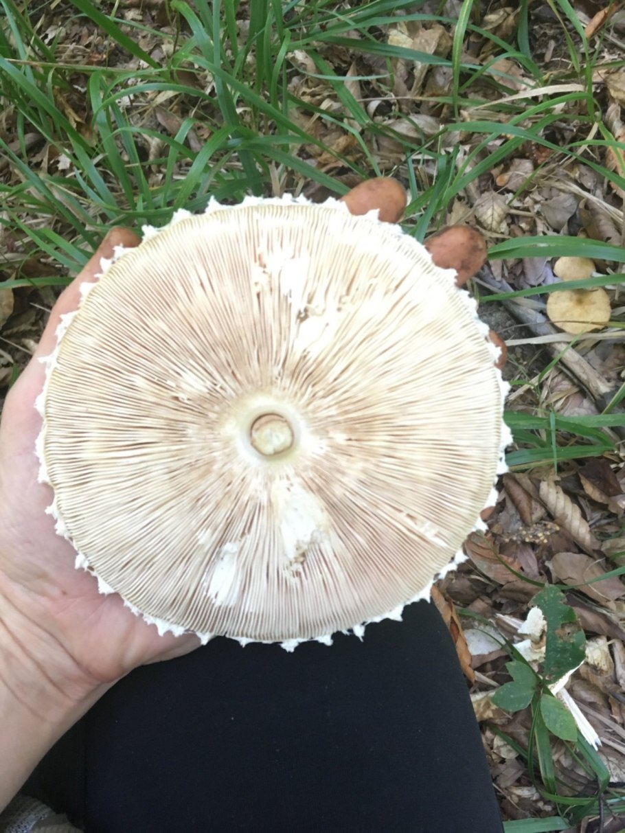 Лесной шампиньон зонтик