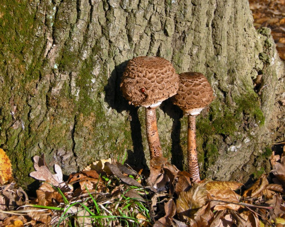 Осенние шампиньоны в лесу