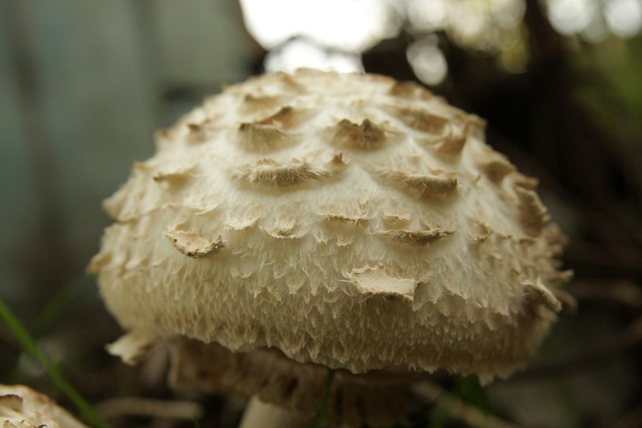 Гриб-зонтик краснеющий (Chlorophyllum rhacodes)