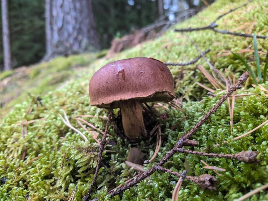 Грибы Карелии подосиновик