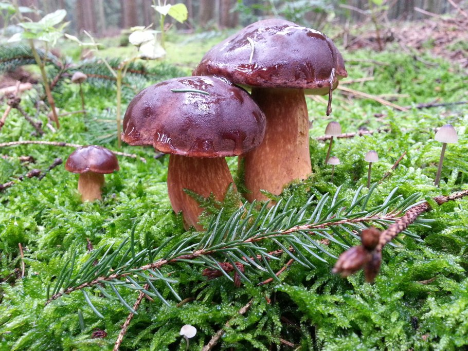 Грибочки в лесу