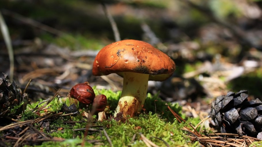 Грибы и ягоды Брянского леса